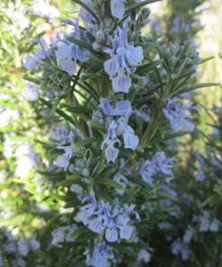 Alternative view of Rosmarino  “Officinalis ”- Rosmarino Officinale