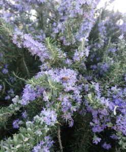 Alternative view of Rosmarino prostrato  -  Rosmarino repens o Tappezzante