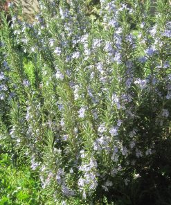Rosmarino “Officinalis ”- Rosmarino Officinale