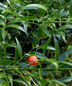 Alternative view of Ruscus racemosus   -  Danae racemosus