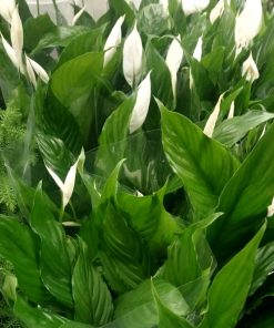 Spatifillo- Spathiphyllum – Giglio della pace