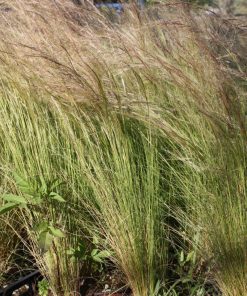 Stipa tenuissima