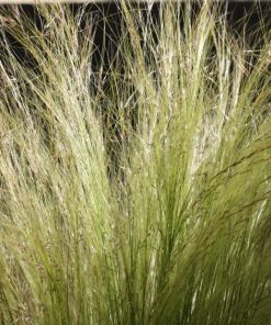 Alternative view of Stipa  tenuissima