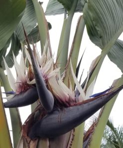 Strelitzia nicolai   - White bird of paradise -  Strelitzia alba subsp. nicolai
