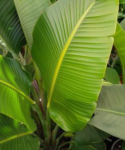 Alternative view of Strelitzia nicolai   - White bird of paradise -  Strelitzia alba subsp. nicolai