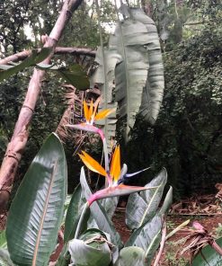 Alternative view of Strelitzia reginae   -  Uccello del paradiso