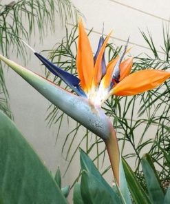 Strelitzia reginae   -  Uccello del paradiso