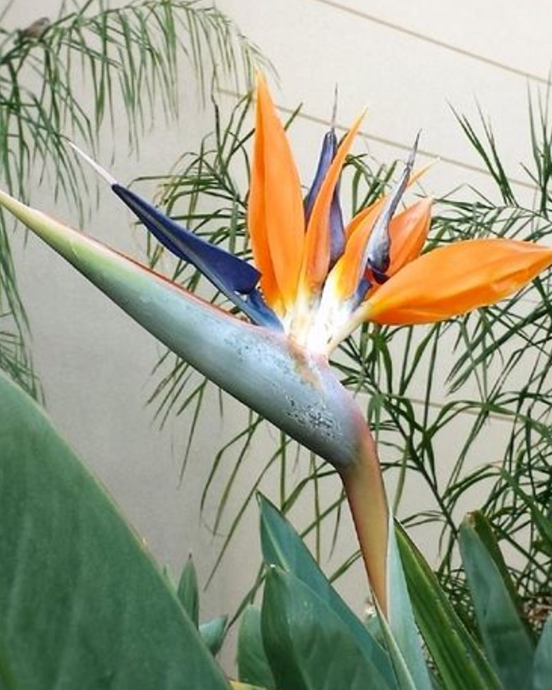 Strelitzia Nicolai (Uccello Del Paradiso) - Pianta D'Appartamento, Altezza 160-180 Cm, Vaso 21 Cm