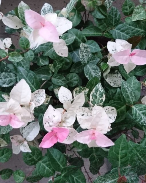 Trachelospermum asiaticum ‘Tricolor’ - Star jasmine 'Tricolor'