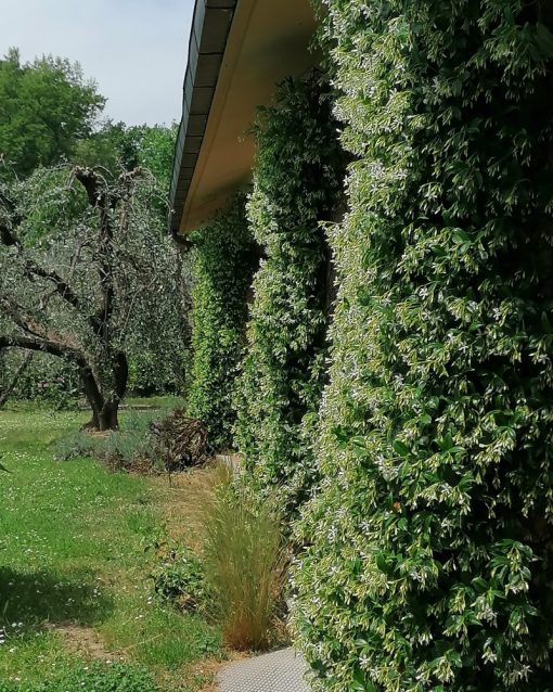 Trachelospermum jasminoides - Rincospermo, Falso Gelsomino