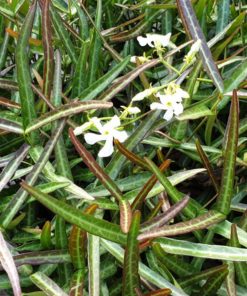 Trachelospermum jasminoides ‘Waterwheel’