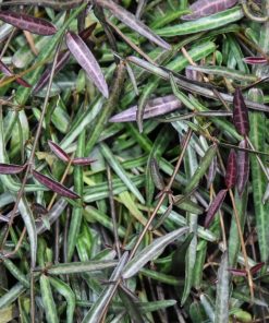 Alternative view of Trachelospermum jasminoides ‘Waterwheel’