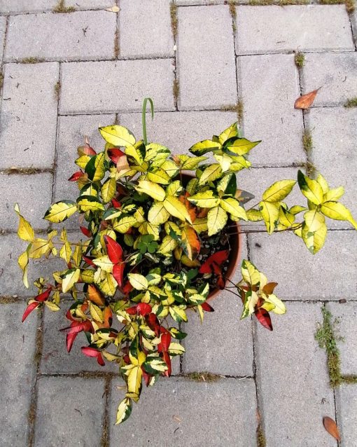 Trachelospermum asiaticum 'Summer sunset' o ‘Ogon Nishiki’ – Trachelospermum asiaticum ‘Torafu’