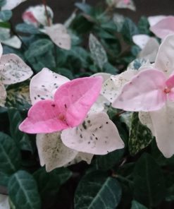 Alternative view of Trachelospermum asiaticum ‘Tricolor’ - Star jasmine 'Tricolor'