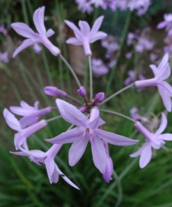Alternative view of Tulbaghia violacea  - Society garlic