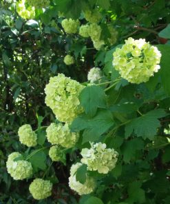 Alternative view of Pallon di maggio – Viburno - Viburnum opulus