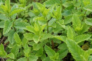 menta pianta