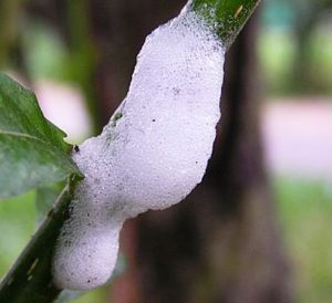 sputacchiera schiuma