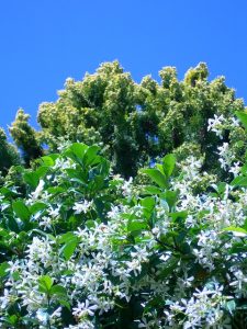 trachelospermum