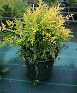 nandina-domestica-lemlime