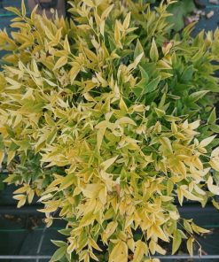 nandina-domestica-lemon-lime