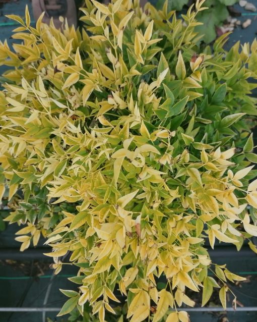 nandina-domestica-lemon-lime