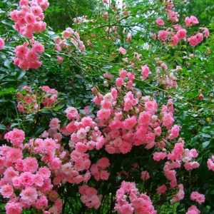 rosa-banksiae-rampicante-fiore-rosa