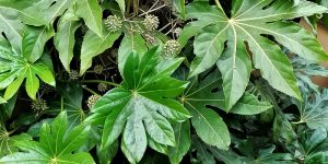 aralia-fatsia-japonica-post