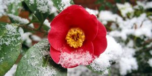 come preparare giardino inverno