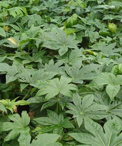 Alternative view of Fatsia japonica ‘Moseri’ – Aralia giapponese ‘Moseri’- Aralia japonica ‘Moseri’ – Aralia sieboldi