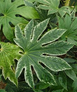aralia-spider-web-foglia-codiferro