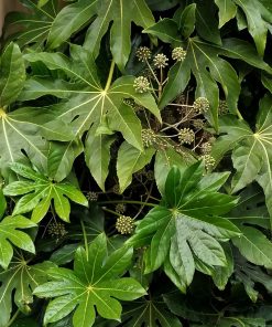 fatsia-aralia-japonica-foglia