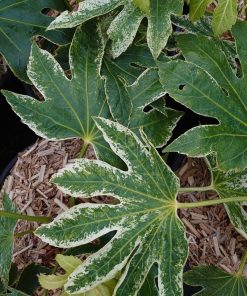 pacciamatura-miscanthus-aralia-codiferro