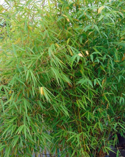 Fargesia-robusta-Campbell-codiferro-1