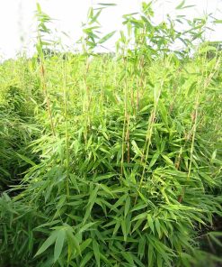 fargesia-murielia-codiferro