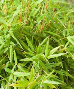 fargesia-murieliae-simba-codiferro