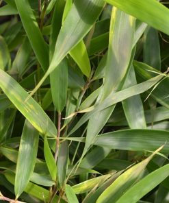 fargesia-robusta-campbell-codiferro