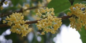 osmanthus