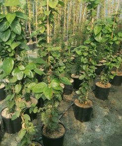 Jasminum-sambac-codiferro