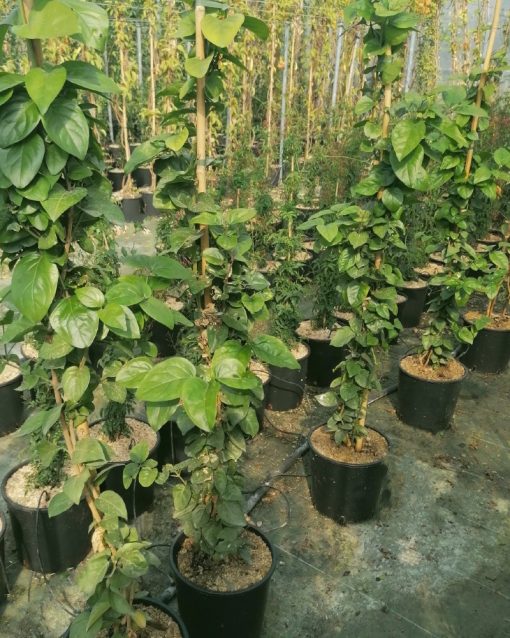 Jasminum-sambac-codiferro