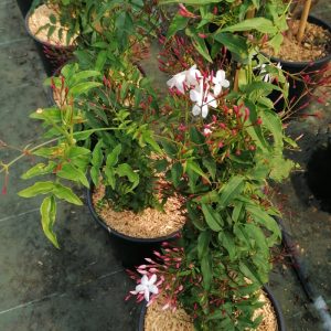 jasminum-polyanthum-fiore