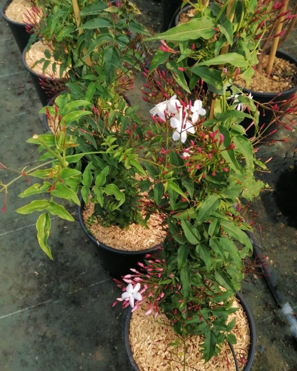 jasminum-polyanthum-fiore