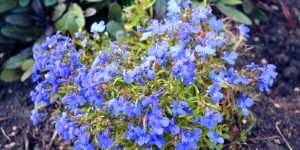 lobelia