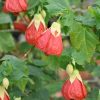 abutilon-arbusto-codiferro
