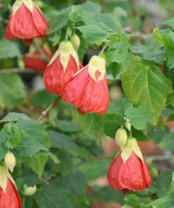 abutilon-arbusto-codiferro