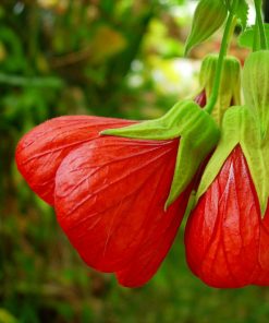 abutilon-fiore-codiferro