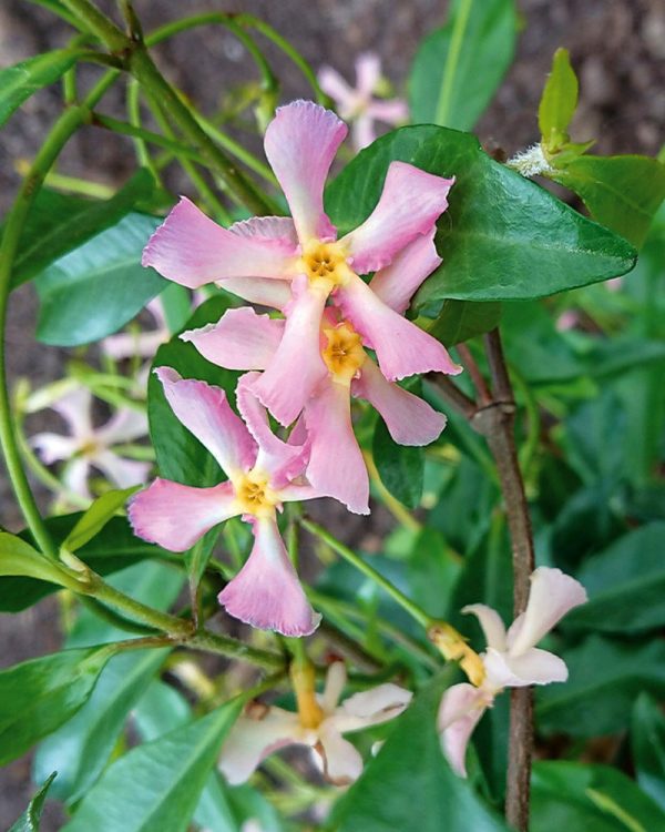 trachelospermum-pink-shower-fiore-codiferro