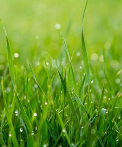 tappeto-erboso-terriccio-premium-codiferro