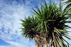 come coltivare una yucca