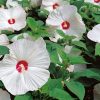Hibiscus-Blanc-moscheutos-codiferro